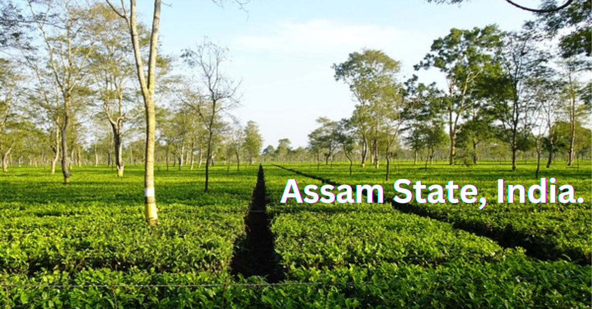 Assam state, India : Famous Assam tea | Natural beauty, culture and Cuisine variety of Assam state, India