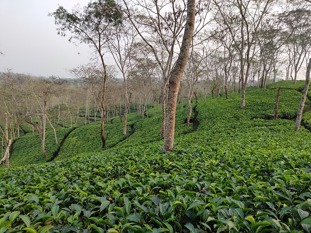 Tea garden and assam tea 
natural beauty of assam